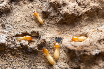 Termites in the nest on a white background. Small animals are dangerous for habitat.Work termites are leaving the nest on the ground.