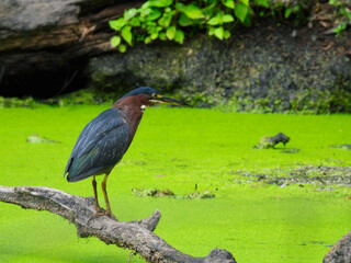 Green Heron Stands on a Fallen Tree Branch Hunting a Duckweed Filled Pond