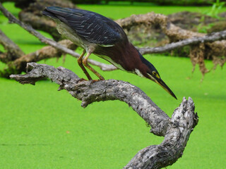 Green Heron Stands on a Fallen Tree Branch Hunting a Duckweed Filled Pond