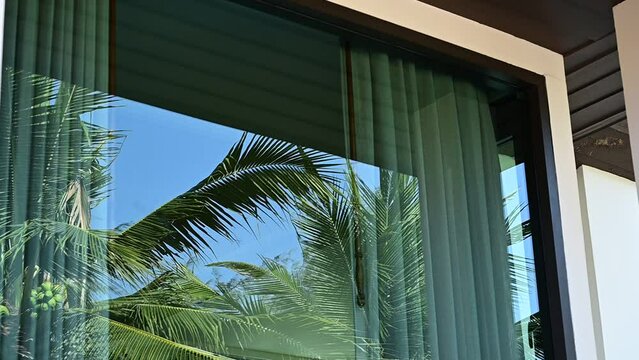 coconut palm tree reflecting on glass of window, slowmotion natural scene with wind blowing
