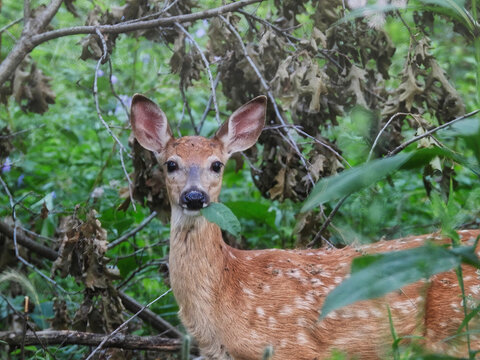 Female Fawn White-Tailed Deer in Green Summer Foliage