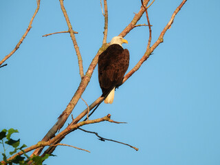American bald eagle: Majestic American symbol bald eagle bird of prey raptor perched on a bare tree branch on a sunny summer day with a blue sky behind as this eagle hunts for prey with eagle eye