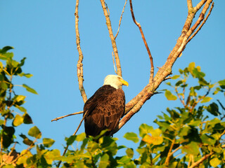 American Bald Eagle Perched in a Dead Tree in the Morning Sun