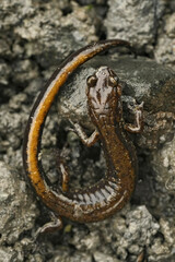 Closeup on an adult Plethodon dunni, Dunn's lungless woodland salamander sitting on stone