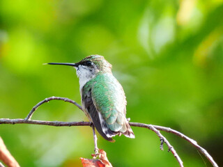 Ruby-Throated Hummingbird Perched on a Dead Branch With Tongue Coming Out