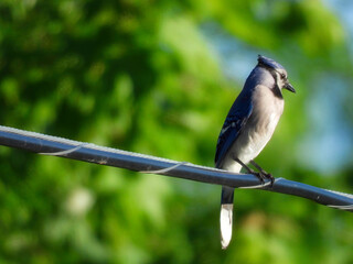 Close Up Macro of Blue Jay on Electrical Wire with Green Forest in Background