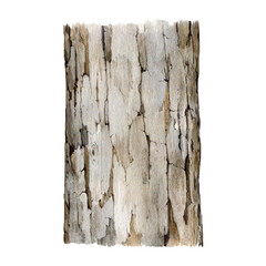 Tree trunk with bark element. Watercolor painted illustration. Hand drawn realistic detailed wooden plant part with bark. Natural tree element with bark. Timber isolated on white background © anitapol