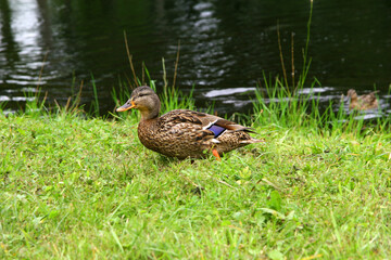 Wild duck on the banks of the river. Wild waterfowl.