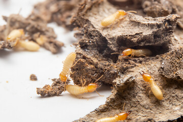 Termites in the nest on a white background. Small animals are dangerous for habitat. Group of white ant on ground.