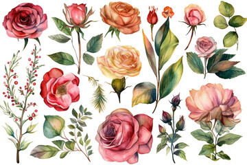 Illustration watercolor of rose floral element, on transparent background with png file.