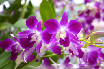 Fototapeta na wymiar purple orchid flower blooming in garden Bangkok Thailand