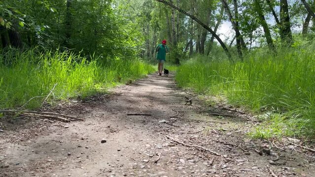 Woman feet walking the dog in the park forest on summer. Dog owner walk with small black dog pug or brabancon. High quality 4k footage