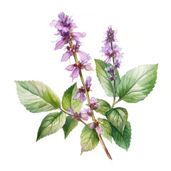 Plant patchouli or Pogostemon cablini branch with flowers and leaves. Hand drawn watercolor illustration isolated on white background. - 625010952