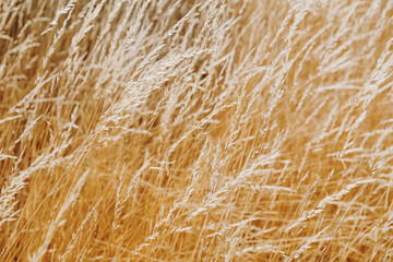 Dry grass in the meadow, summer background