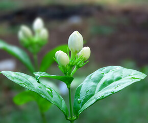 Obraz premium Jasmineflower buds. Jasmine is a genus of shrubs and vines in the olive family of Oleaceae.