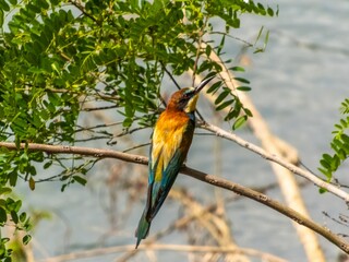 a beautiful bee-eater bird with a long beak and multi-colored plumage sits on a thin branch above the water of the river on a sunny day