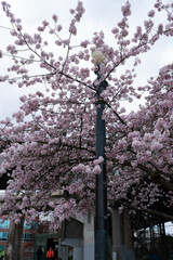 Cherry blossom trees