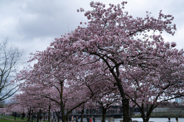 Cherry blossom trees