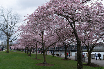 Cherry blossom trees