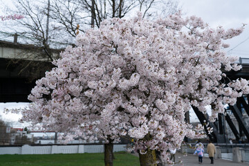 Cherry blossom trees