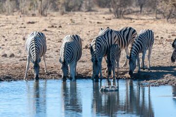 Fototapeta na wymiar A group of Burchell's Plains zebra -Equus quagga burchelli- drinking from a waterhole in Etosha National Park, Namibia.