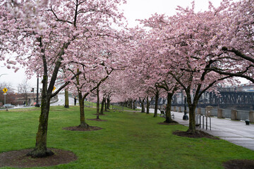 Cherry blossom trees