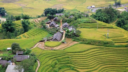 Rice fields fertile full of green rice