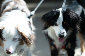 Dogs