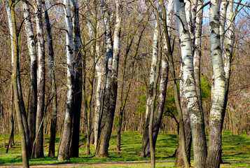 European white birch forest in abstract frontal view. spring scene of white trunks in closeup view....