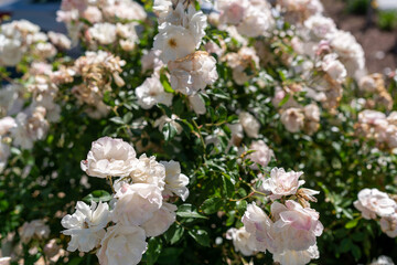white cherry blossom