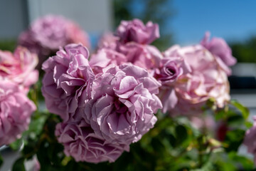 pink and white roses