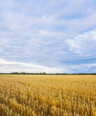 Naklejka premium Ripe golden wheat spikelets on the field in warm autumn day. Autumn landscape. Agriculture industry. 
