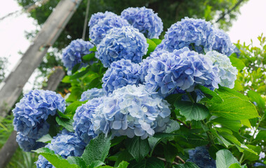 Japanese blue hydrangea flowers and green leaves, blooming under sunlight
