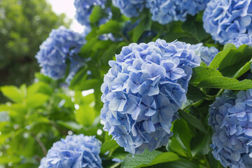 Obraz premium Japanese blue hydrangea flowers and green leaves in garden, blooming under sunlight