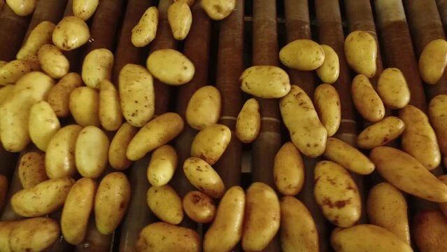 Primer plano de papas sobre una banda trasnportadora