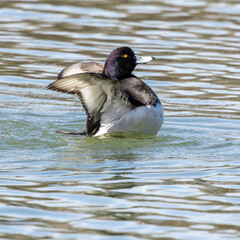 The tufted duck, Aythya fuligula, a diving duck spreading its wings on water on a Lake at Munich
