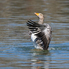 The greylag goose spreading its wings on water. Anser anser is a species of large goose