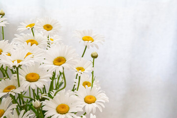 SSummer bouquet of delicate daisies on the background of tulle or wall. Gift for Mother's Day or March 8th. Idea for a postcard, congratulations. Copy space