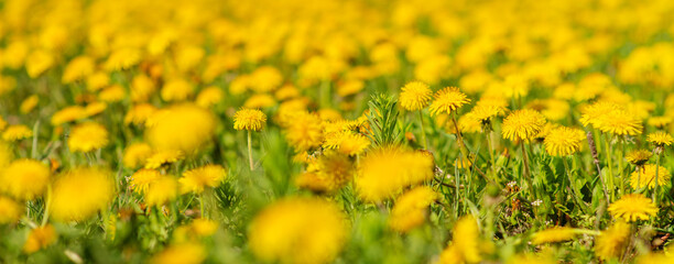A field of yellow dandelions. Stretched horizontally image for panorama