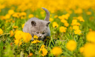 Fluffy gray kitten walking and sniffing a flower among yellow dandelion flowers on the field.