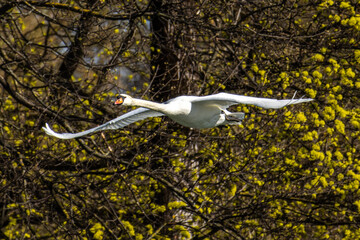 Mute swan, Cygnus olor flying over a lake in the English Garden in Munich, Germany