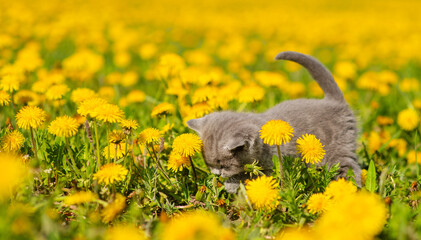 Fluffy gray kitten walking and sniffing a flower among yellow dandelion flowers on the field.