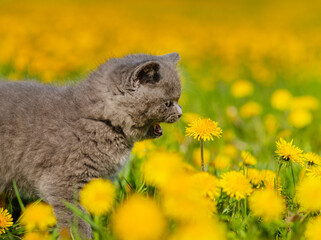 A gray fluffy kitten trying to eat a yellow dandelion in a field of dandelions