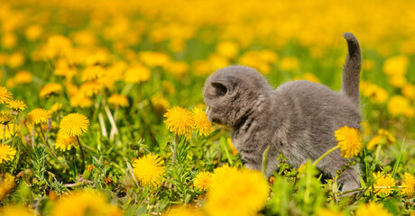 A small fluffy kitten plays with a dandelion flower in a field of flowers in the garden