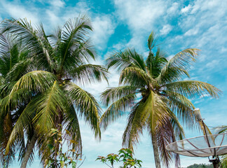 A view of coconut trees on a sunny day with beautiful blue sky.
