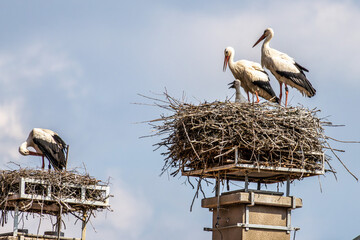 European white Stork, Ciconia ciconia with small babies on the nest in Oettingen, Swabia, Bavaria, Germany, Europe