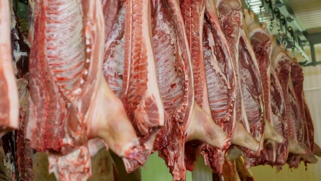 Hanging half pig raw carcasses in row in refrigerator in meat shop of food plant. Manufacturing animal meat products on industrial factory concept. Fresh meat in fridge on meat production facility.