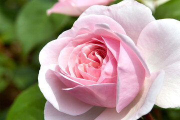 Pink Roses captivate people with their sweet fragrance and color in the midsummer garden.