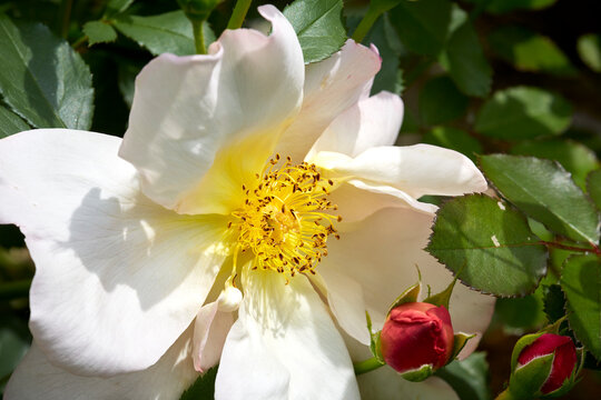 Roses(Mary-Ann de Lamartine) captivate people with their sweet fragrance and color in the midsummer garden.