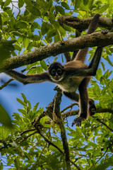 Spider monkey hanging from a tree